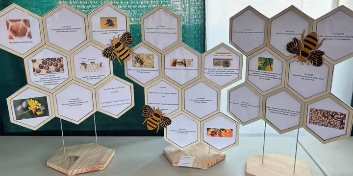 4-H projects