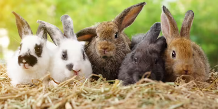 Five rabbits sitting on dry straw against a green nature background.
