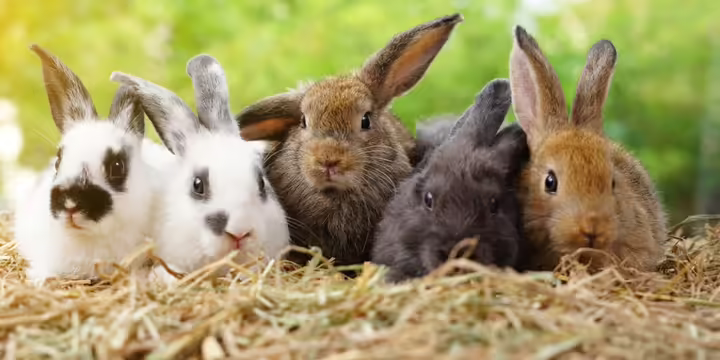 Five rabbits sitting on dry straw against a green nature background.