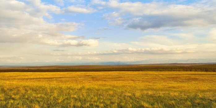 A golden farm field is in the front as a bright blue sky with white puffy clouds is overhead.