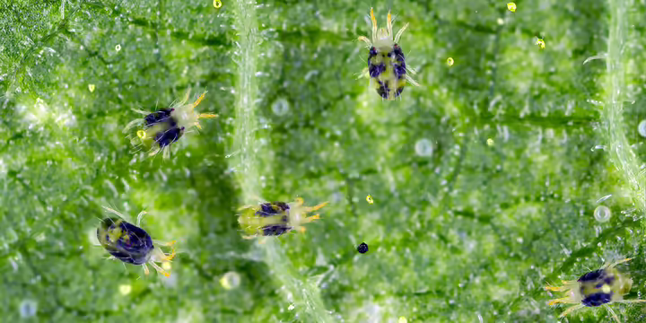 mites on leaf