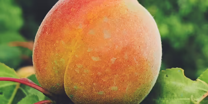 apricot on fruit trees