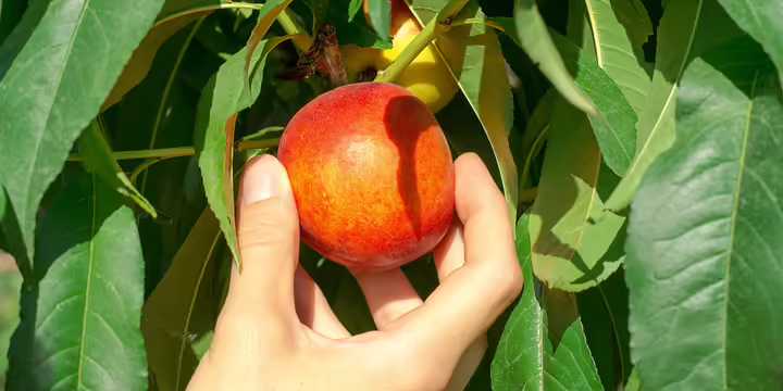 picking nectarine from nectarine tree