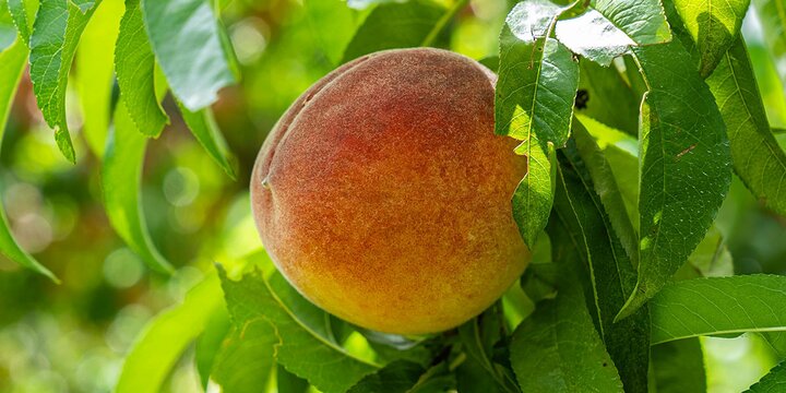 one peach on tree