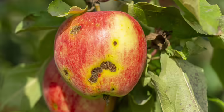 apple scab