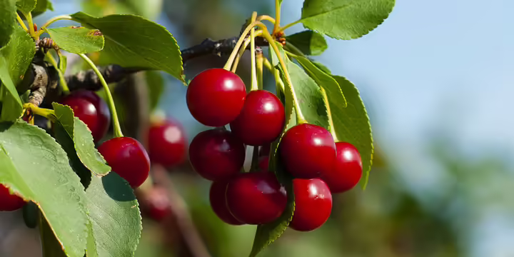 cherries on tree