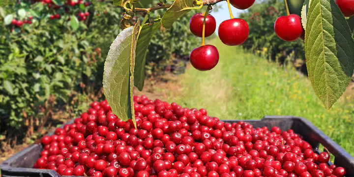 harvesting cherries from cherry tree