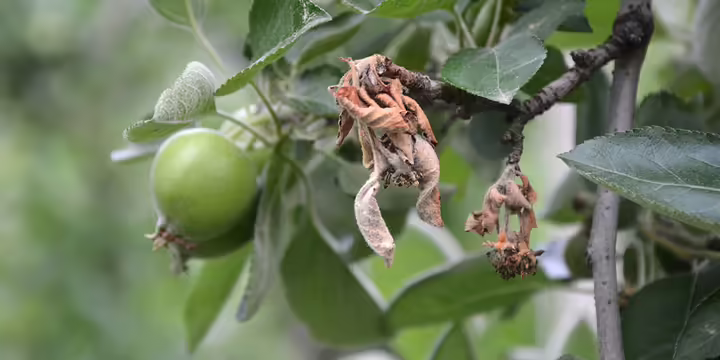 fireblight on apple tree