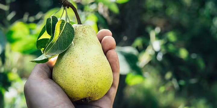 person harvesting pear from pear tree