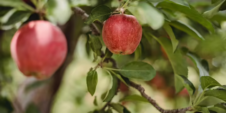 apple tree