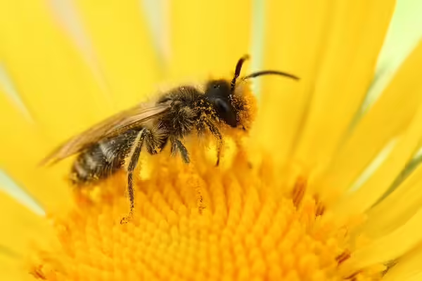 a bee covered in pollen on a yellow flower