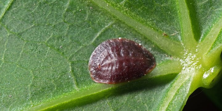 Scale Insect - Coccidae on Green Leaf