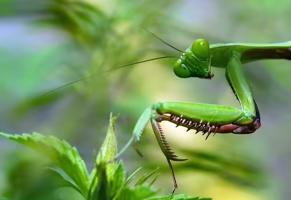 A praying mantis