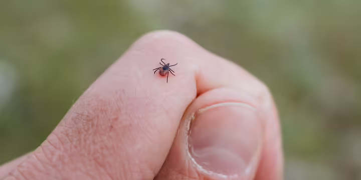 A small tick is visible on a human hand