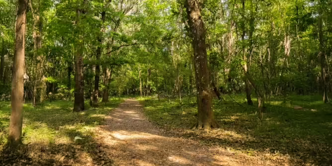 Forest