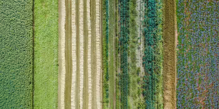 Aerial view of multiple agricultural field strips in varying stages of growth.