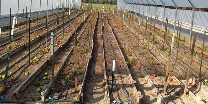 Interior of a high-tunnel greenhouse with long raised rows of soil.