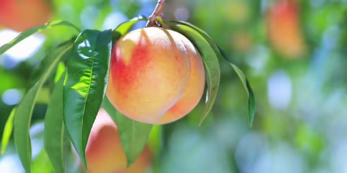 A peach on a tree.