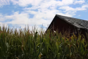 A corn field in front of a red barn.