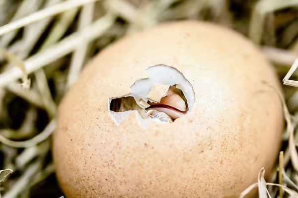 baby chick hatching from an egg