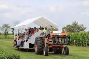 Individuals being pulled through field on flatbed with tractor.