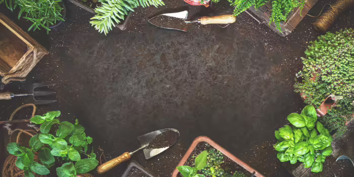 Top-down view of gardening tools and potted herbs arranged on soil, creating a gardening-themed background.
