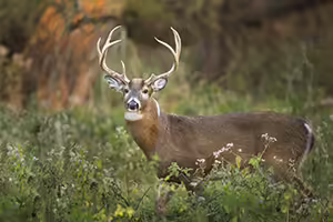 White-tailed deer