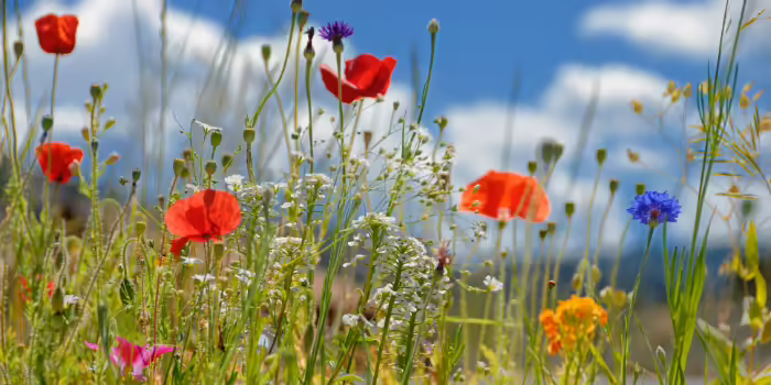 Colorful wildflowers, including red poppies and purple blooms, growing in a meadow under a blue sky.