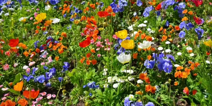 A field of multi colored wildflowers 