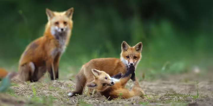 One adult fox and two young fox