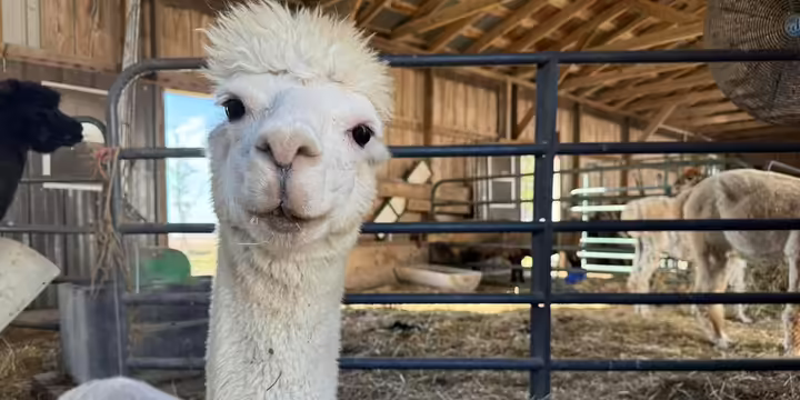 White llama in barn