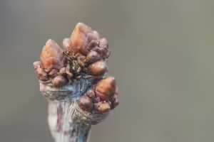 tree bud in winter