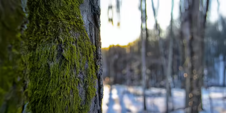 tree with moss