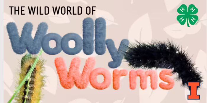The wild world of wooly worms and 2 fuzzy worms 