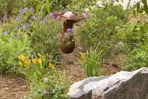 Xeriscaping gardening in drought