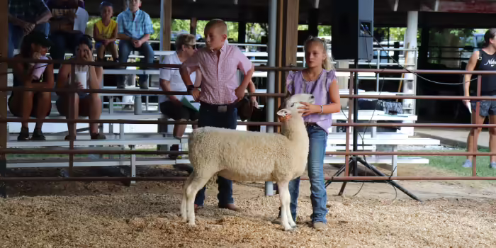 4-H youth showing a sheep during the 4-H Fair.