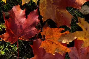 fall orange and red leaves on soil
