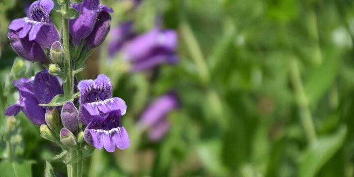 purple native flower