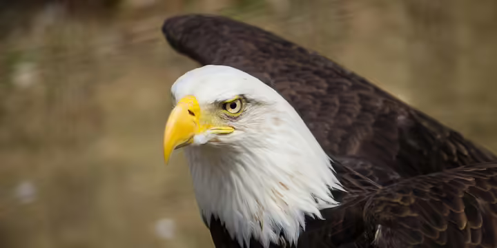 bald eagle