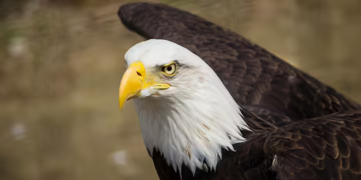 bald eagle white head
