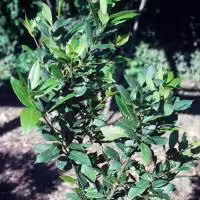 Bay Laurel herb plant