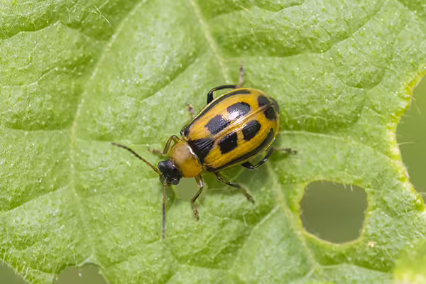 beetle on plant