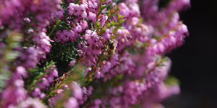 bee on flowers