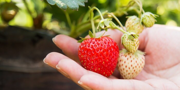 Photo of a hand holding strawberries attached to plant.