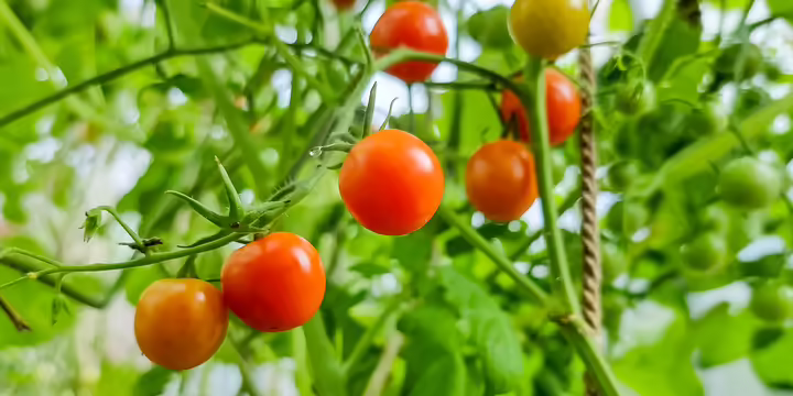 Red tomatoes growing on a vine