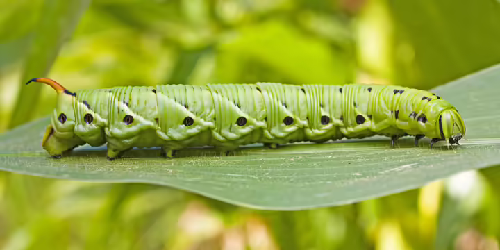 Tomato hornworm on green leaf