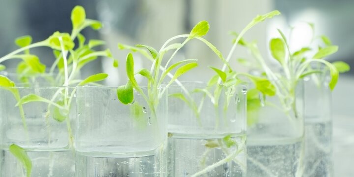 Green sprouts growing in test tubes
