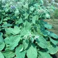 Borage