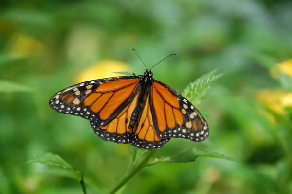 Monarch Butterfly