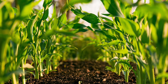 ground-level view of corn crops